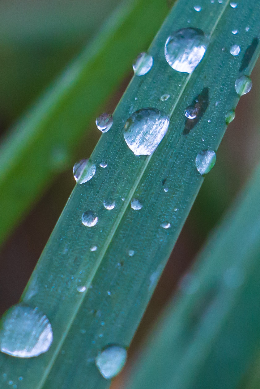 Dew-dropped grass
